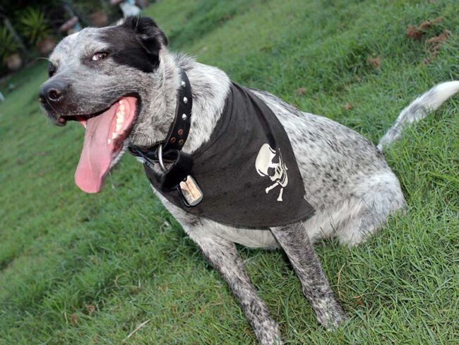 fallout-chien-mod