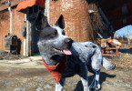 mod chien fallout 4 7iger