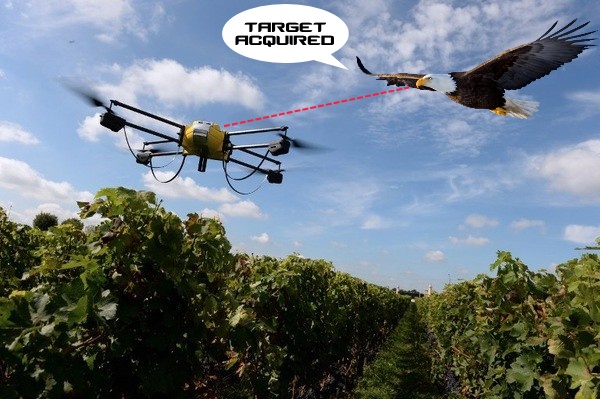 Aigles de combat vs drones : Le ciel aux prédateurs 1 aigle chassant un drone - montage