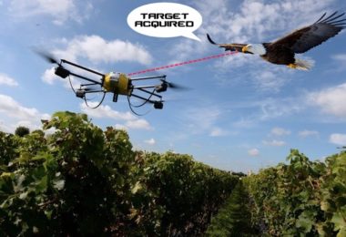 aigle chassant un drone - montage