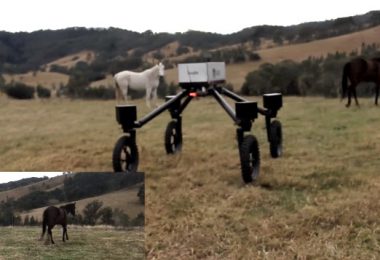 Un robot prend la place des cowboys de sidney en australie